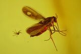 Six Fossil Flies (Diptera) In Baltic Amber #173629-1